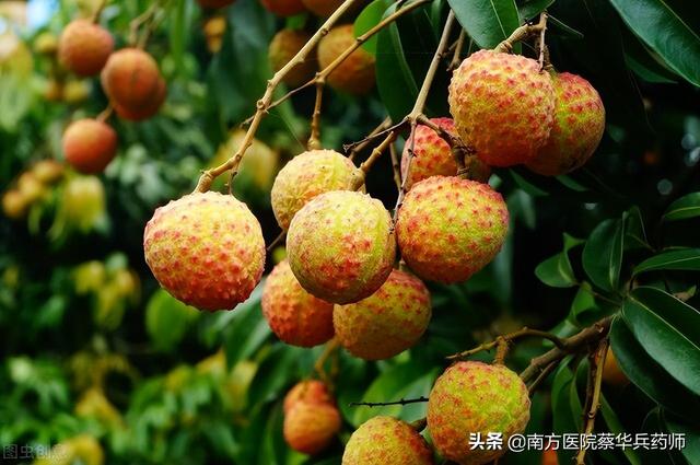 别人送荔枝是什么意思（桂味荔枝是什么意思）
