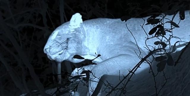 顶级的花豹猎手，每次捕猎都被鬣狗夺食，吃一顿饱饭比捕猎还难