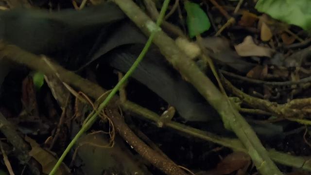 原始部落的生存日常狂奔追野猪，爬上40米树顶抓蝙蝠