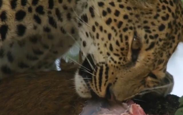 顶级的花豹猎手，每次捕猎都被鬣狗夺食，吃一顿饱饭比捕猎还难