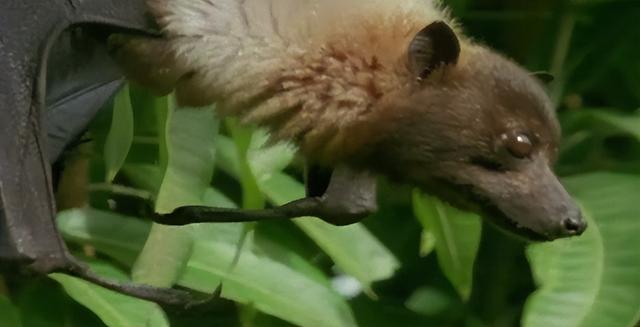 原始部落的生存日常狂奔追野猪，爬上40米树顶抓蝙蝠